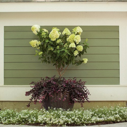 Limelight Hydrangea Tree