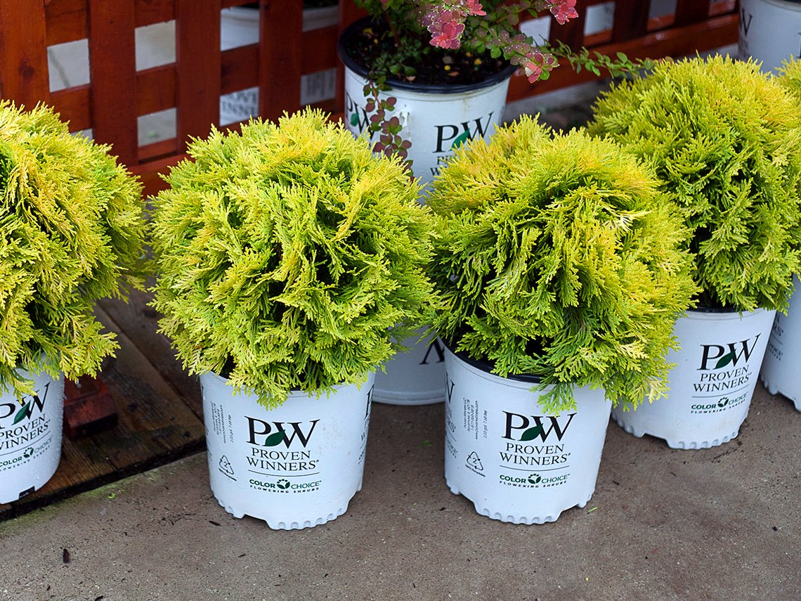 Plant Installation in Wentzville, MO